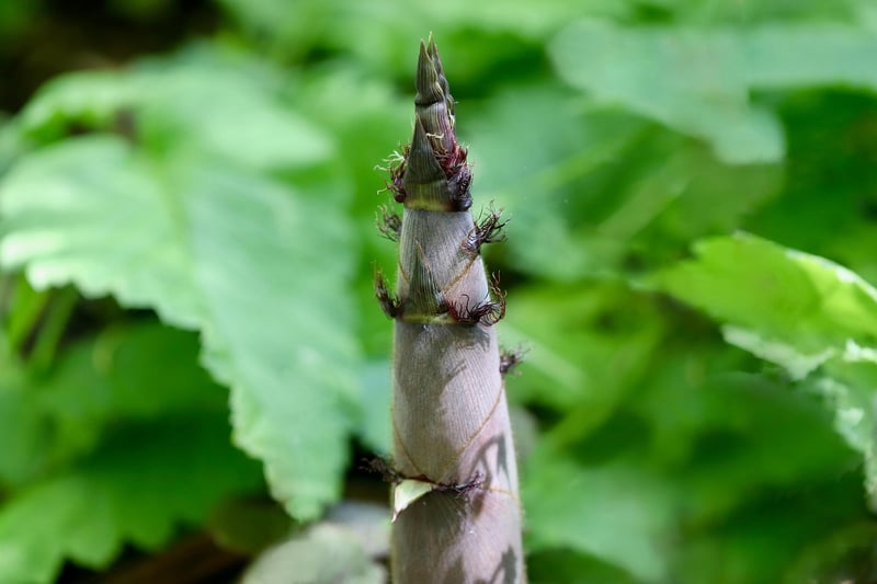 Discuss Vertical Gardening Tips