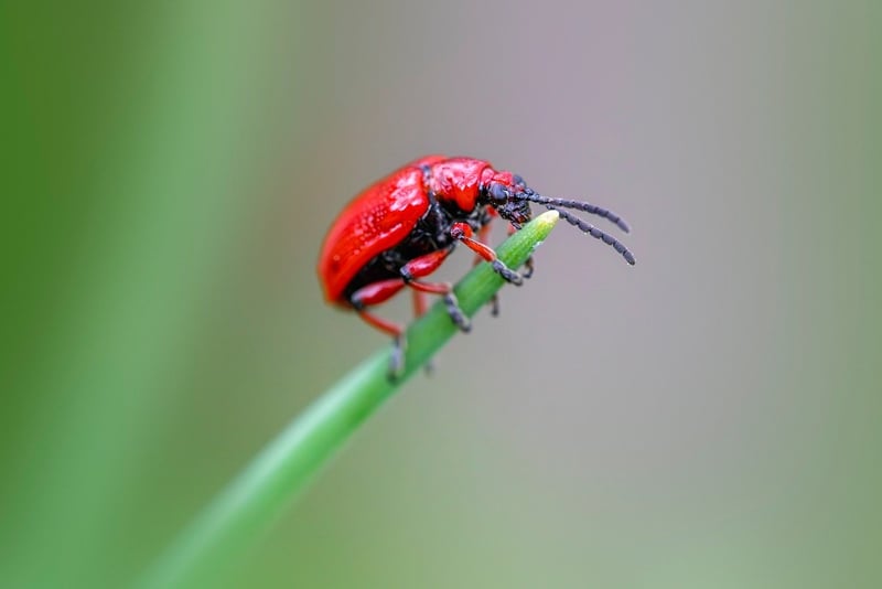 Pest Prevention Methods